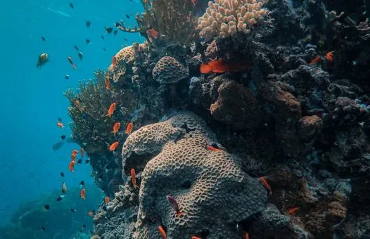 Snorkeling in Sharm El Sheikh: Tips and Tours