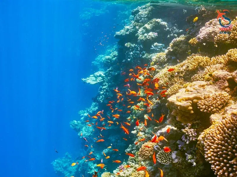 Ras Mohamed by Bus from Sharm El Sheikh: Half-Day Trip, Price & Full Guide 2026